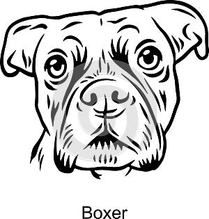 Boxer Portrait Dog in Line style - Pet Portrait in Light Style head isolated on white