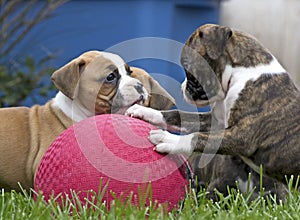 Boxer Puppies Playing With Red Ball