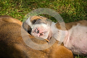 Boxer puppies sleeping on green grass