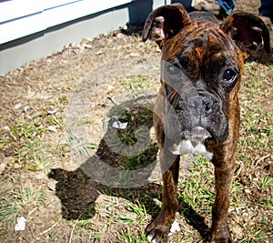 Boxer puppy