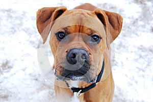 Boxer Puppy