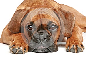 Boxer puppy (5 month) on a white background