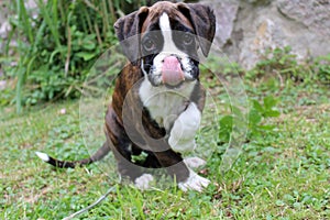 Boxer puppy