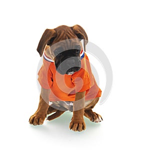 Boxer puppy as Dutch sobber supporter on white background