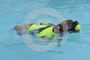Boxer puppy dog swimming in pool
