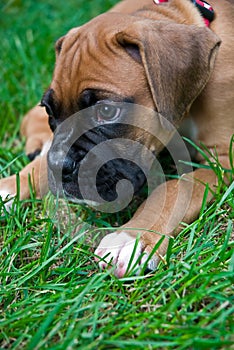 Boxer Puppy On grass