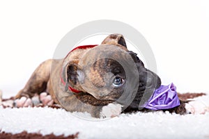 Boxer puppy laying on carpet and gnawing a toy