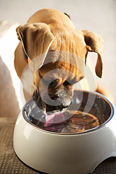 Boxer puppy licking bowl clean