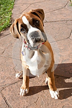 Boxer puppy looking up