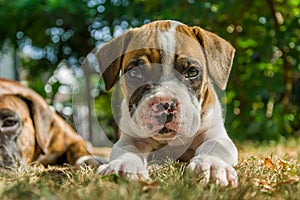 Boxer puppy lying on the grass