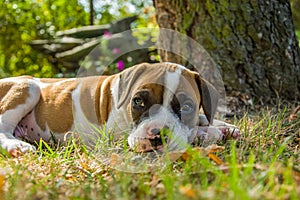 Boxer puppy lying on the grass on a sunny day