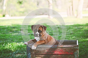 Boxer Puppy at the Park