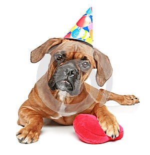 Boxer puppy in party cap with red heart