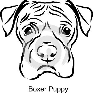 Boxer Puppy Portrait Dog in Line style - Pet Portrait in Light Style head isolated on white