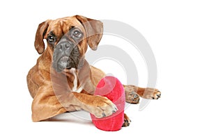 Boxer puppy with red heart on a white background