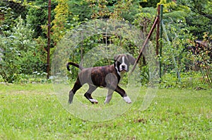 Boxer puppy