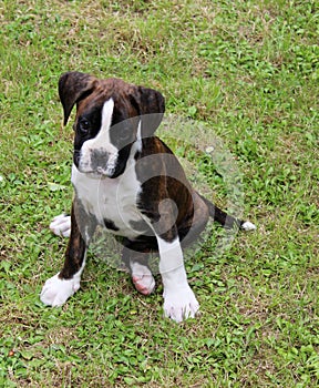Boxer puppy
