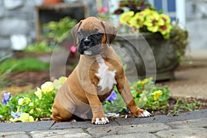 Boxer puppy sitting on stone path