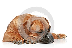 Boxer puppy sleeping on a white background