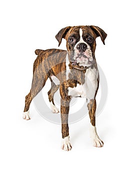Boxer Purebred Dog Standing Looking Forward