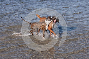 Boxer running in water. Dog walking and playing in the sea. Happy pet in the wild.