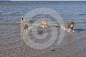 Boxer running in water. Dog walking and playing in the sea. Happy pet in the wild.