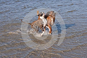 Boxer running in water. Dog walking and playing in the sea. Happy pet in the wild.