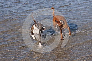 Boxer running in water. Dog walking and playing in the sea. Happy pet in the wild.