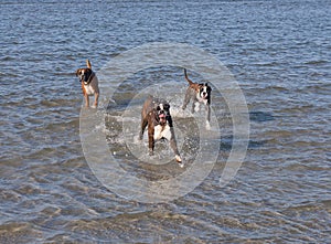 Boxer running in water. Dog walking and playing in the sea. Happy pet in the wild.