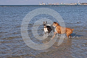 Boxer running in water. Dog walking and playing in the sea. Happy pet in the wild.
