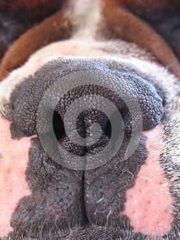 Boxer's nose macro