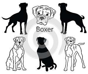 Boxer set. Collection of pedigree dogs. Black white illustration of a boxer dog. Vector drawing of a pet. Tattoo.
