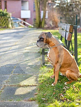Boxer waits for owner