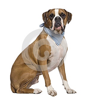 Boxer wearing handkerchief, 2 years old, sitting