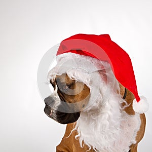 Boxer wearing santa hat