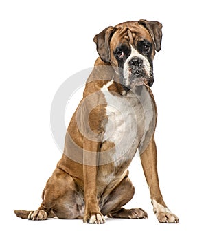 Boxer, 4 years old, sitting on white background