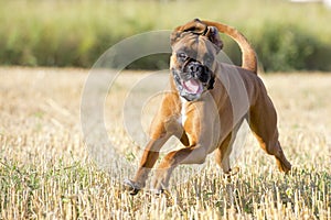 A boxer young puppy dog while running