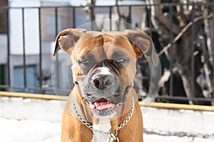 Boxer01 photo