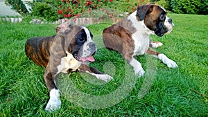 Boxers on the grass, boksery