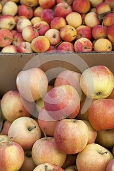 Boxes of apples