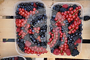 Boxes with berries