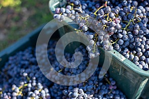 Boxes of blue grapes in the vineyard. Cabernet Franc blue vine grapes.