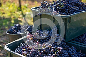 Boxes of blue grapes in the vineyard. Cabernet Franc blue vine grapes.