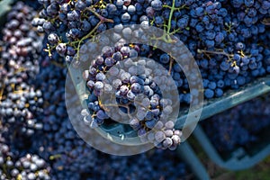 Boxes of blue grapes in the vineyard. Cabernet Franc blue vine grapes.