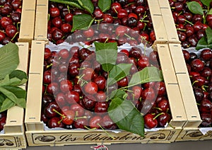 Boxes of cherries on sale in the Cours Saleya Market in the old town of Nice, France