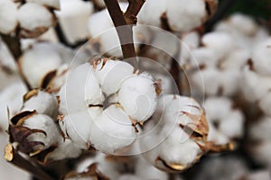 Boxes of cotton on bushes