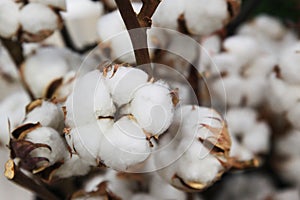 Boxes of cotton on bushes photo