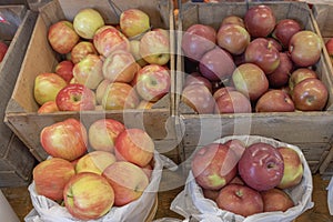 Boxes of Farmers Market Newly Harvested Autumn Orchard Apples For Sale