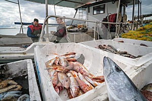 Boxes of freshly caught fish on a fishermen boat