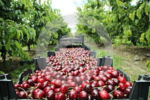 Boxes of freshly picked lapins cherries. Industrial cherry orchard. Buckets of gathered sweet raw black cherries . Close-up view